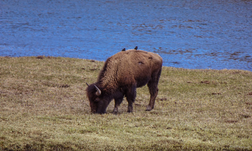 Buffalo carrier