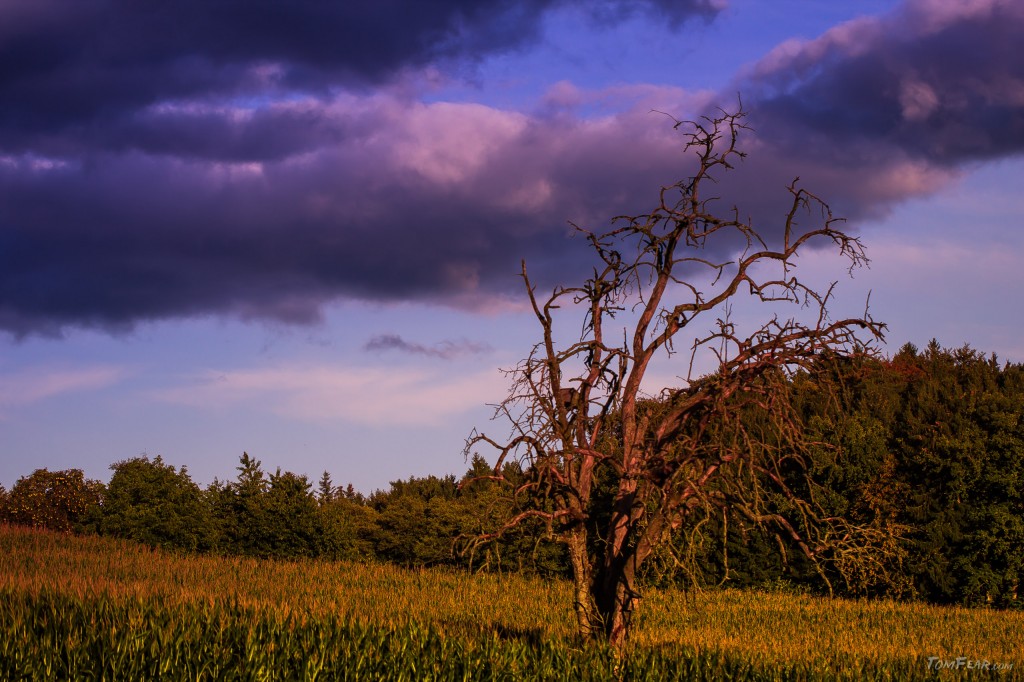 dead_tree