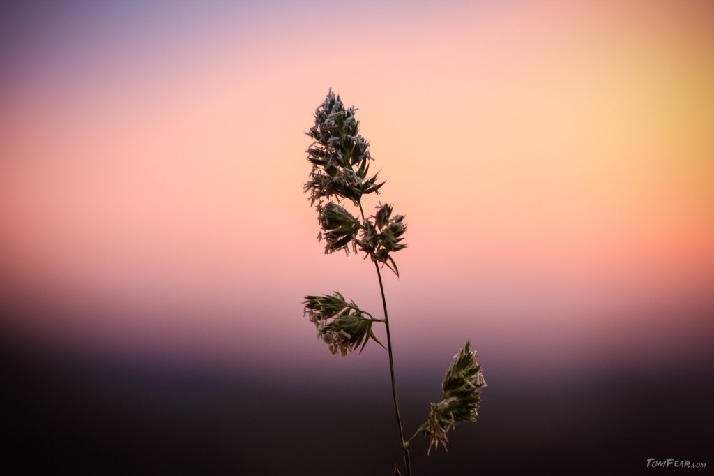 grass_on_sunset