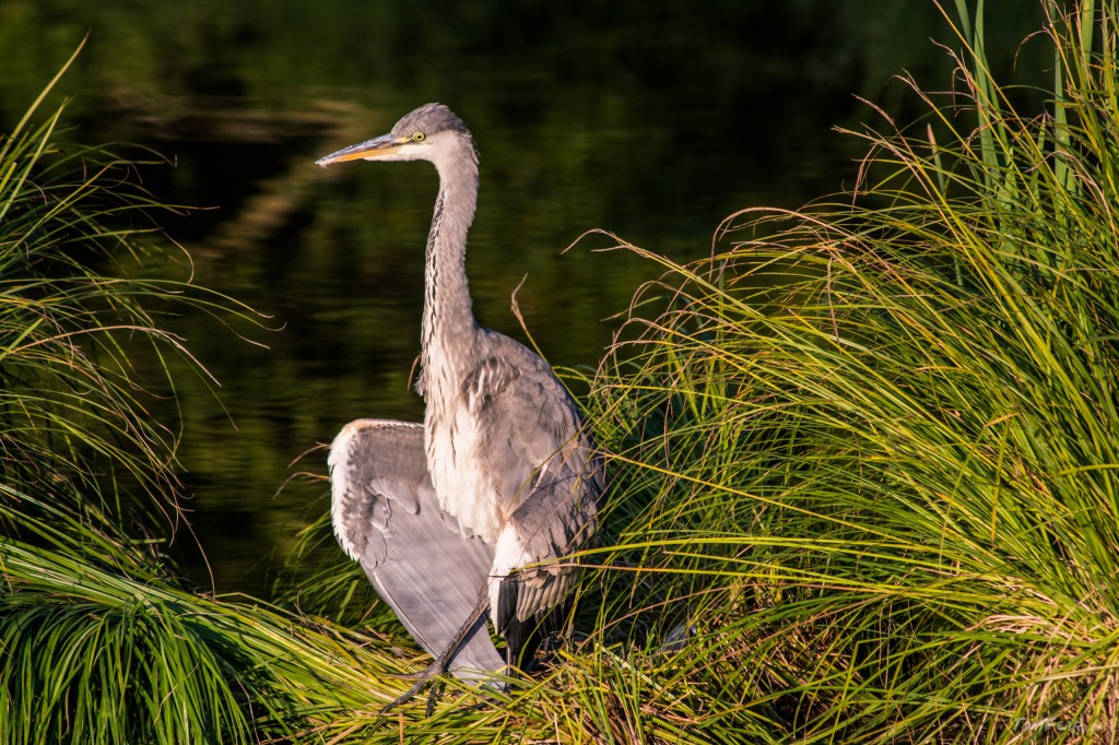 heron