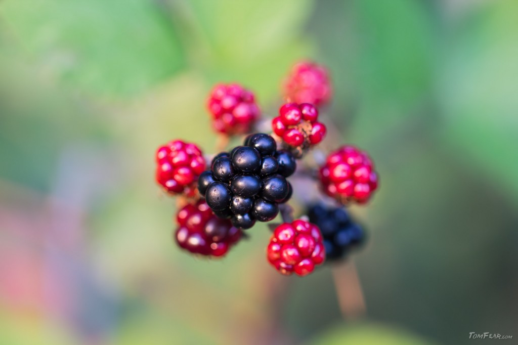 blackberries