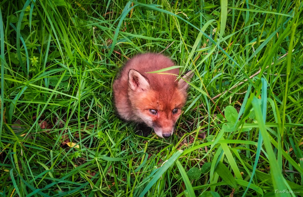 babyfox