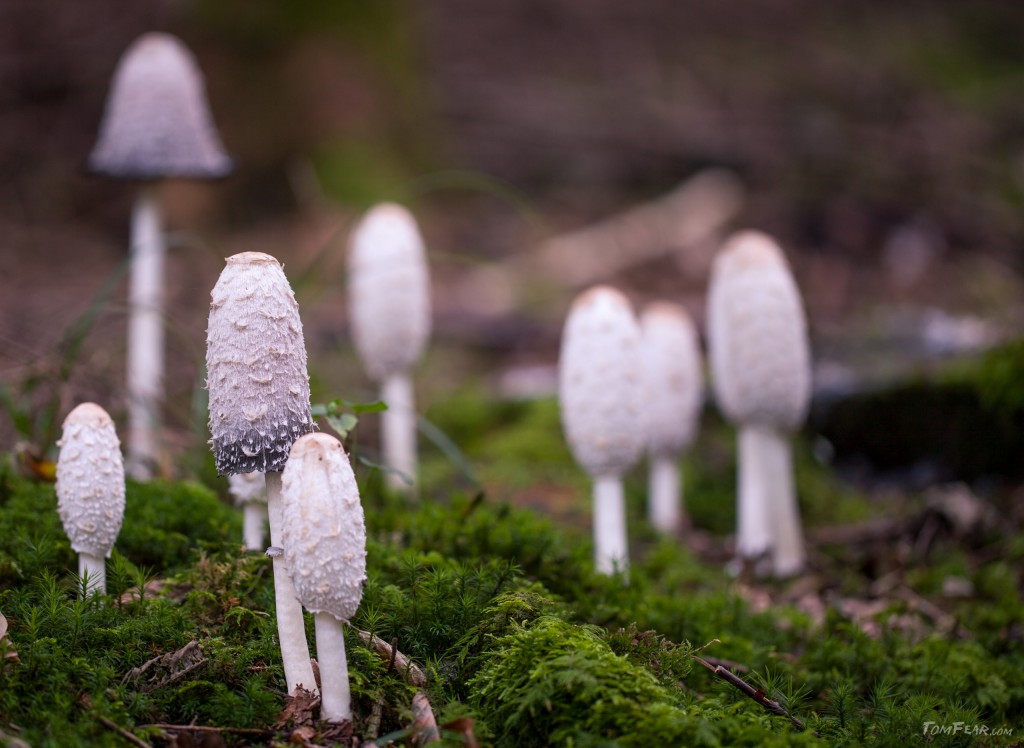 mushrooms